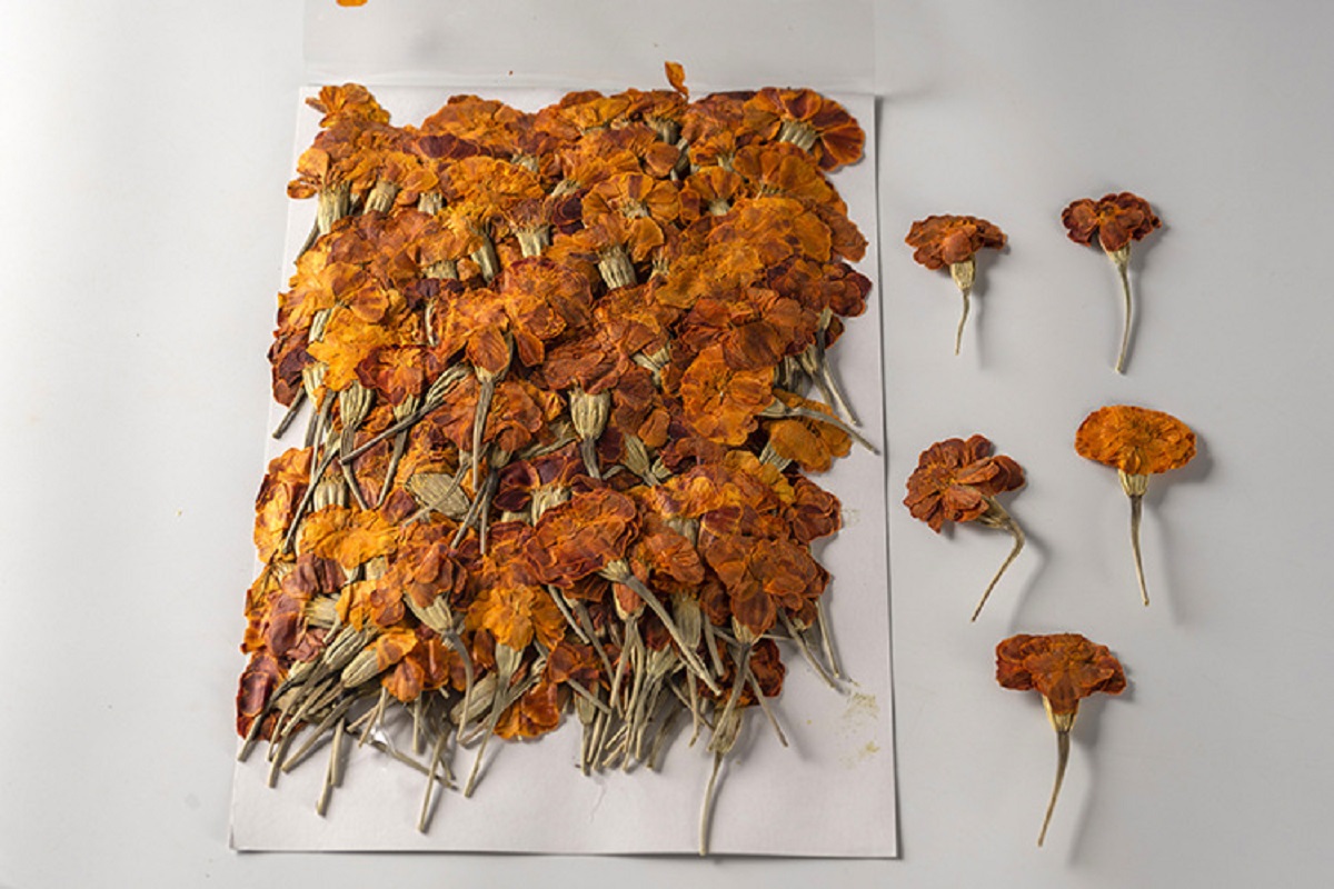 Dried Flower Bookmark - 250pcs 프레스드 드라이 플라워 타게테스 에레카