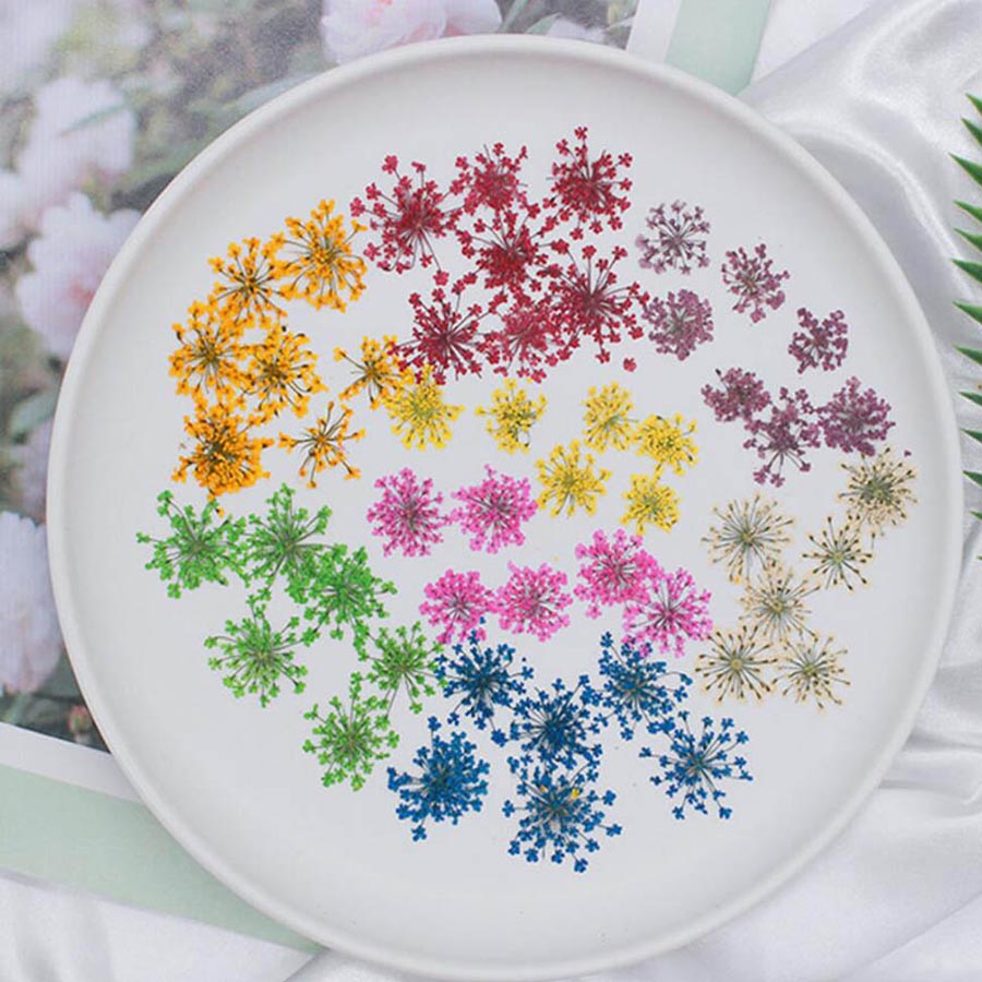 Dried Flower Bookmark - 60개입 압화 15-25mm 아미 마주스 꽃