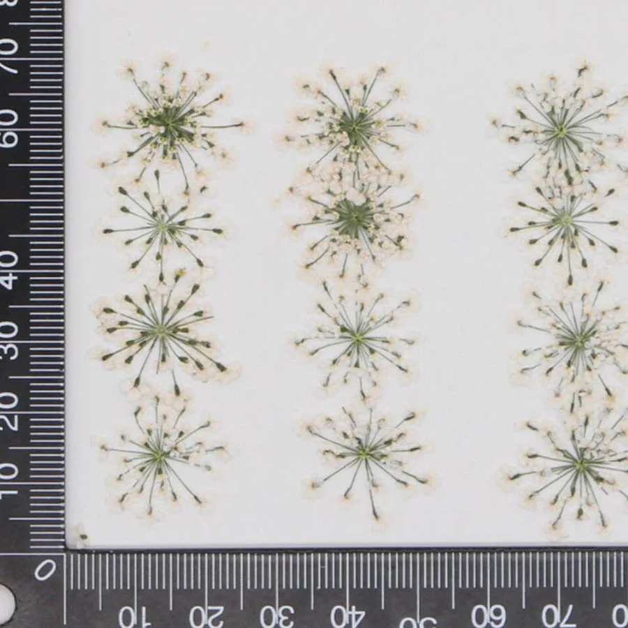 Dried Flower Bookmark - 60개입, 압착 건조된 흰색 퀸앤 레이스