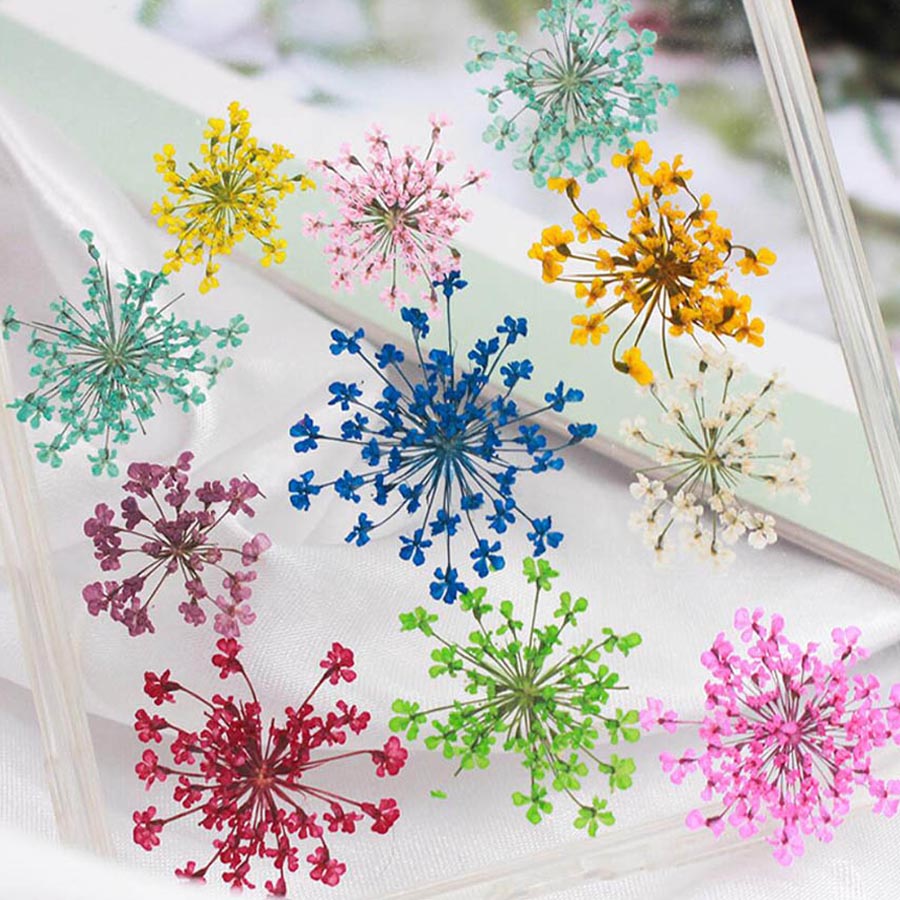 60개입 압화 15-25mm 아미 마주스 꽃 식물 허바 - Dried Flower Bookmark 리뷰 및 가격
