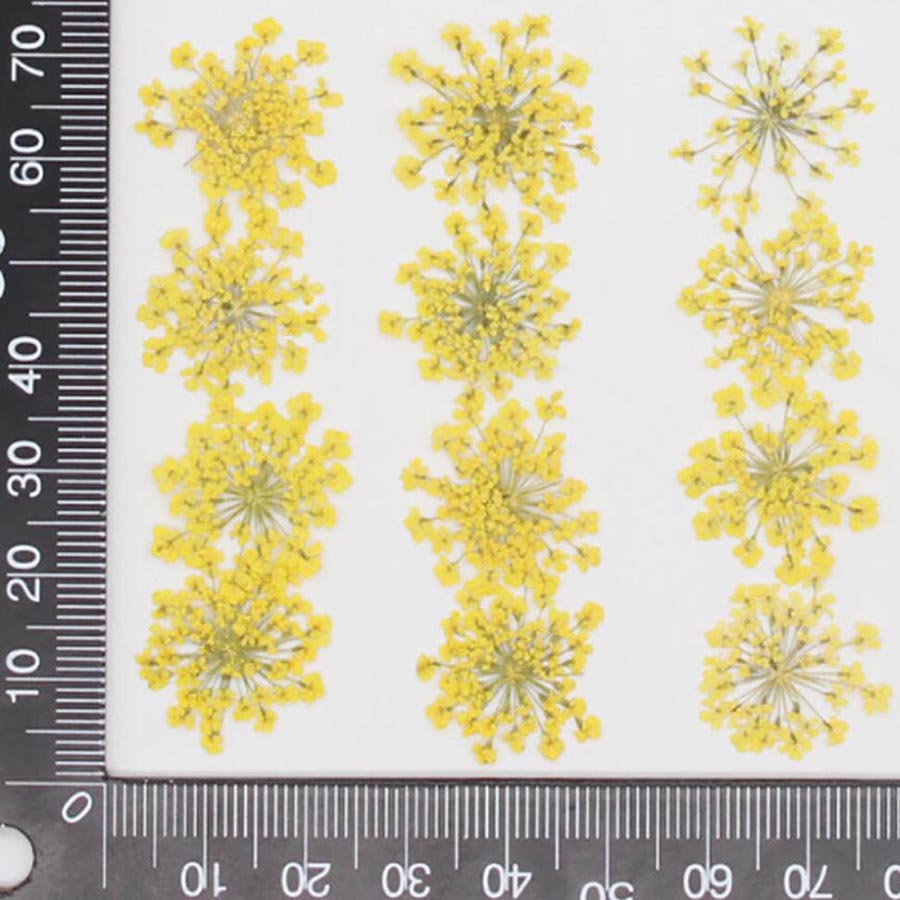 60개입 압화 15-25mm 아미 마주스 꽃 식물 허바 - Dried Flower Bookmark 리뷰 및 가격