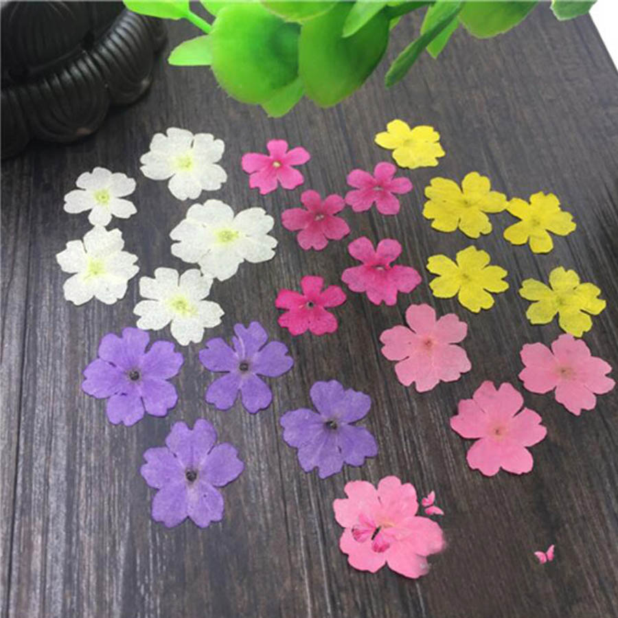 60pcs 1-2cm 누르면 건조 염색 Verbena  - Dried Flower Bookmark 리뷰 및 가격