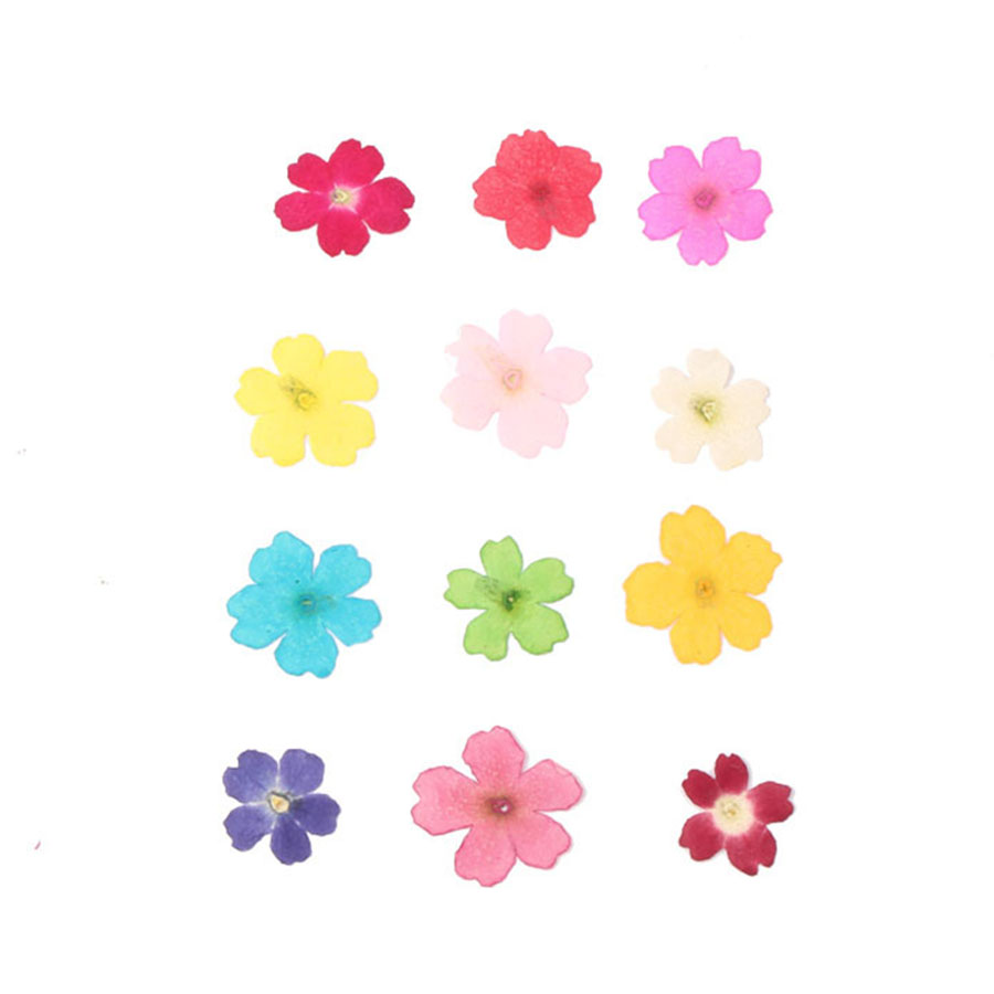 60pcs 1-2cm 누르면 건조 염색 Verbena  - Dried Flower Bookmark 리뷰 및 가격