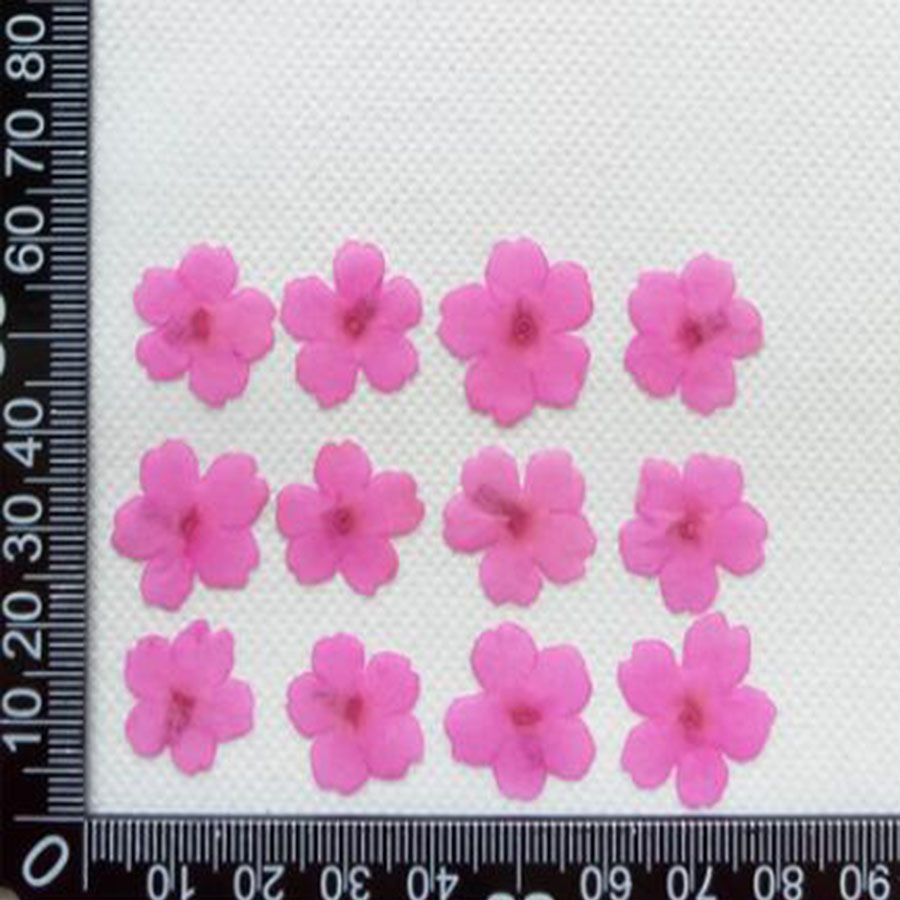 60pcs 1-2cm 누르면 건조 염색 Verbena  - Dried Flower Bookmark 리뷰 및 가격