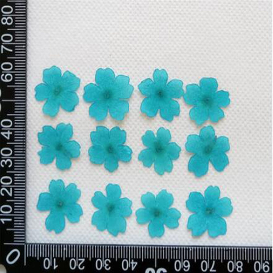 60pcs 1-2cm 누르면 건조 염색 Verbena  - Dried Flower Bookmark 리뷰 및 가격