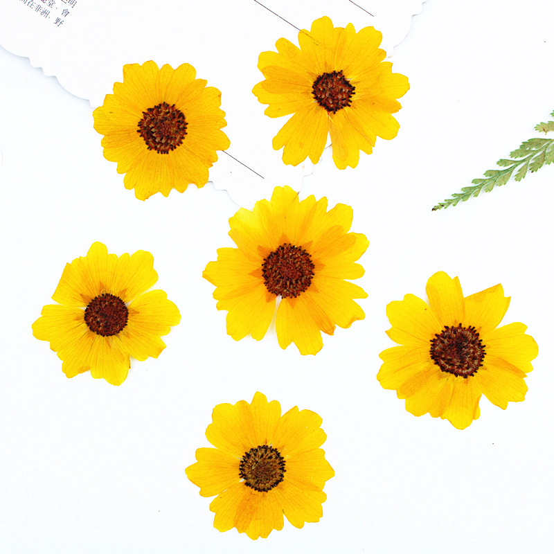 24개입, 천연 국화 압화 꽃, DIY 레진 공예, 사 - Dried Flower Bookmark 리뷰 및 가격