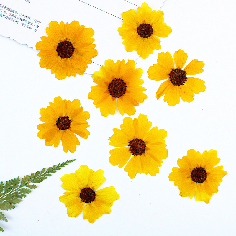 24개입, 천연 국화 압화 꽃, DIY 레진 공예, 사 - Dried Flower Bookmark 리뷰 및 가격
